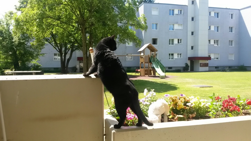 Tschipie und Bellbell in ihrem neuen Zuhause